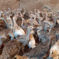 فروش جوجه بوقلمون بوربون وبرنز اینگلیس یک ماهه