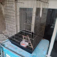 قفس عروس وکاسگو وطوطی ملنگو