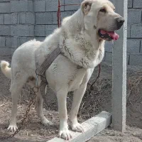 واگزاری‌سگ‌نگهبان