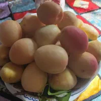 زمین-باغی-فروش-فوری