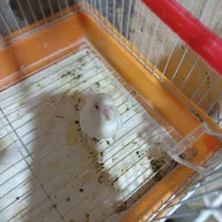 سلام یک عدد کوتوله سفید ماده چشم قرمز بفروش میرسد|پرنده|کنارک, |دیوار