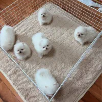 سگ پامر خرسی.پامرانین عروسکی بدون واسطه و دلال|سگ|شیراز, قصرالدشت|دیوار