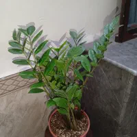 گلهای زیبا وشاداب|گل و گیاه طبیعی|مشهد, اروند|دیوار