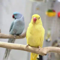 ملنگو آبی و زرد سخنگو