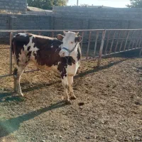 گوساله سیمینتال