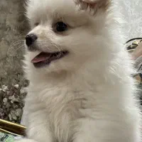 سگ پامر|سگ|تهران, مدائن|دیوار