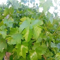 فروش برگ انگور تازه چین