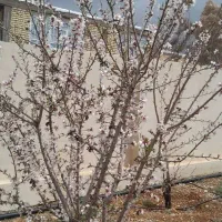 فروش ۳۵۰متر زمین ساختمانی واقع در روستای یونکی