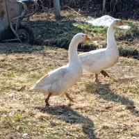 فروشی|حیوانات مزرعه|خوی, |دیوار