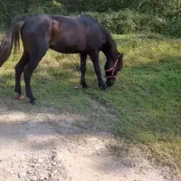 اسب مشکی سرعتی