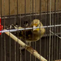 سهره قناری نر|پرنده|قزوین, |دیوار