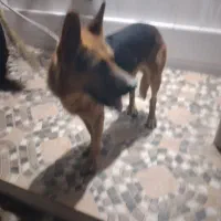 سگ ژرمن