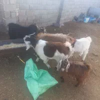 بزغاله .میش .بره چاق