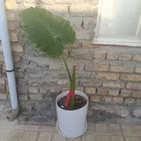 گل بابا ادم