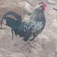 خروس