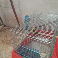 جوجه سهره|پرنده|سنندج, |دیوار