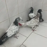گرفتنی|پرنده|کاشان, لتحر|دیوار