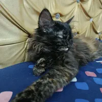 بچه گربه پرشین|گربه|قم, باغ شازده|دیوار