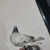 سار نر|پرنده|آشخانه, |دیوار