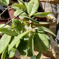 حراج گلهای طبیعی آپارتمانی|گل و گیاه طبیعی|تبریز, |دیوار