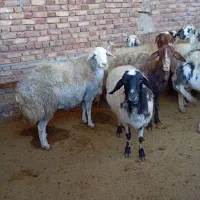 میش چاق برای داشت و کشتار|حیوانات مزرعه|پیر سلیمان, |دیوار