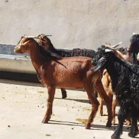 تعدادی کره نر وماده|حیوانات مزرعه|وحدتیه, |دیوار