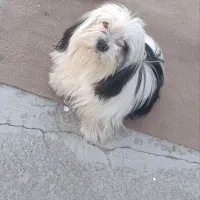 سگ شیتزو|سگ|بیستون, |دیوار