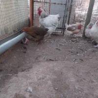 فروش مرغ و خروس