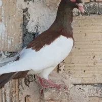 کبوتر یهودی