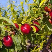 تولید نهال شلیل رفعتی