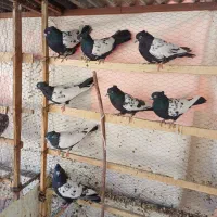 سینه ای نروماده