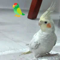 ،عروس هلندی گمشده،