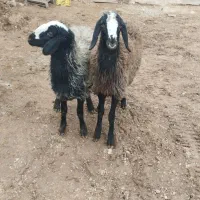 فروش دو رس بره ماده شال