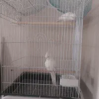 عروس هلندی البینو نر