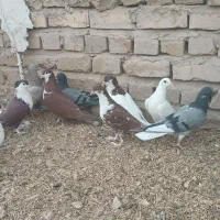 13کبوتر جوانه