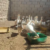 قوغاز|حیوانات مزرعه|هامون, |دیوار