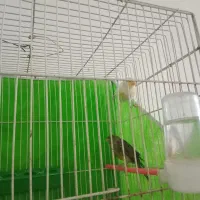 قناری نر ماده بخون|پرنده|تربتحیدریه, کوه سنگی|دیوار