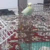 اهواز مهدیس چاراه بنگداران|پرنده|اهواز, کوی مهدیس|دیوار