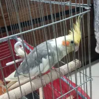 طوطی عروس هلندی