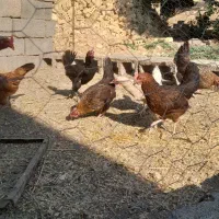 مرغ