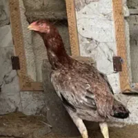 مرغ لاری اصیل