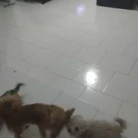 مادر و چهار توله سگ بفروش میرسد|سگ|هشتگرد, فاز ۷ مهستان|دیوار