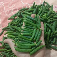 خیارشور ترد و خوشمزه لاکچری