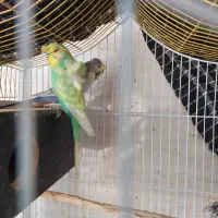 مرغ عشق پروانه ای با اصالت|پرنده|بندرعباس, |دیوار