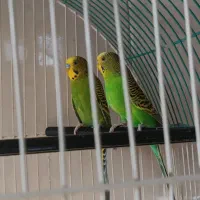 یک جفت مرغ عشق مولد روی تخم|پرنده|اهر, |دیوار