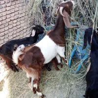 بزهای پاکستانی دوقلو زا