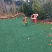 سگ ژرمن مالینویز نر جوان|سگ|شیراز, علوم پزشکی|دیوار