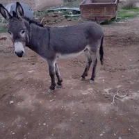 الاغ نره 3ساله