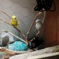 جفت مرغ عشق