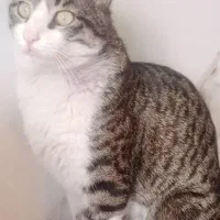 گمشده ۳۰روز|حیوانات|چناران, |دیوار